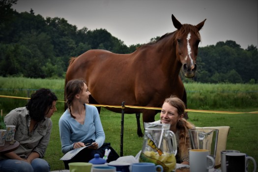 Veganský piknik u koní